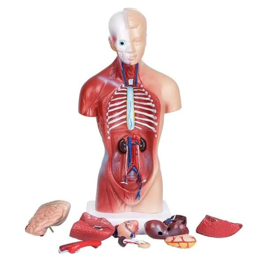 Human Torso Anatomical Model with Internal Organs 28cm Unisex.