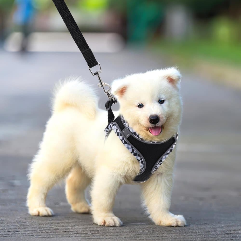 Adjustable Dog and Cat Harness with Leash, Reflective Soft Secure Fit, XXS, Green