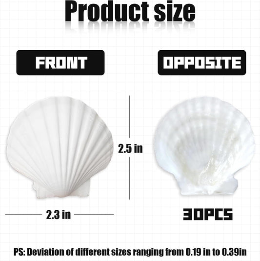 30Pcs Seashells for Crafts,Scallop Shells for Beach Decoration,2-3In Seashells for DIY Craft Painting,White Sea Shells for Beaching Wedding,Party,Home Decoration
