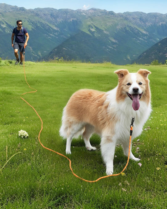 Long Leash for Dog with Removable Padded Handle, Heavy Duty Lead Large Medium Dogs,15FT/30FT/50FT/65FT Reflective Training Play, Camping, Backyard Tie Out, Orange, 30FT Orange