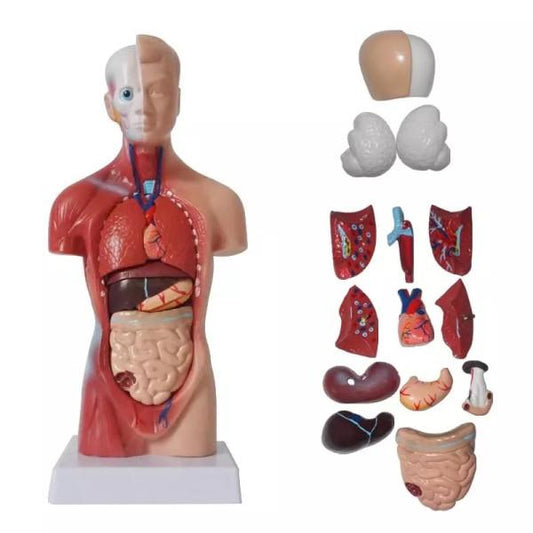 Human Torso Anatomical Model with Internal Organs 28cm Unisex.