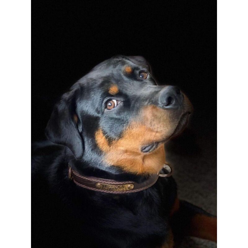 Premium Genuine Leather Dog Collar/Durable Real Leather Adjustable Collars For Male Female Small X-Small Medium Large