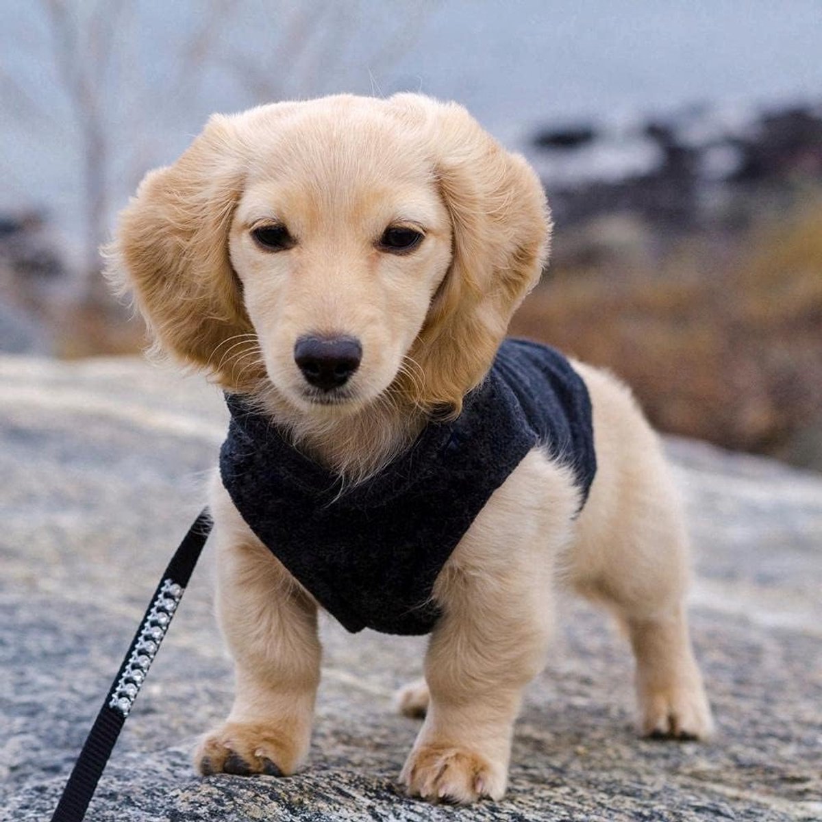 Dog coat - Fleece dog vest - Winter dog coat - Warm dog coat - Fleece dog sweater - Ring leash - Perfect for small dogs - Medium-sized dogs - Black - Size M