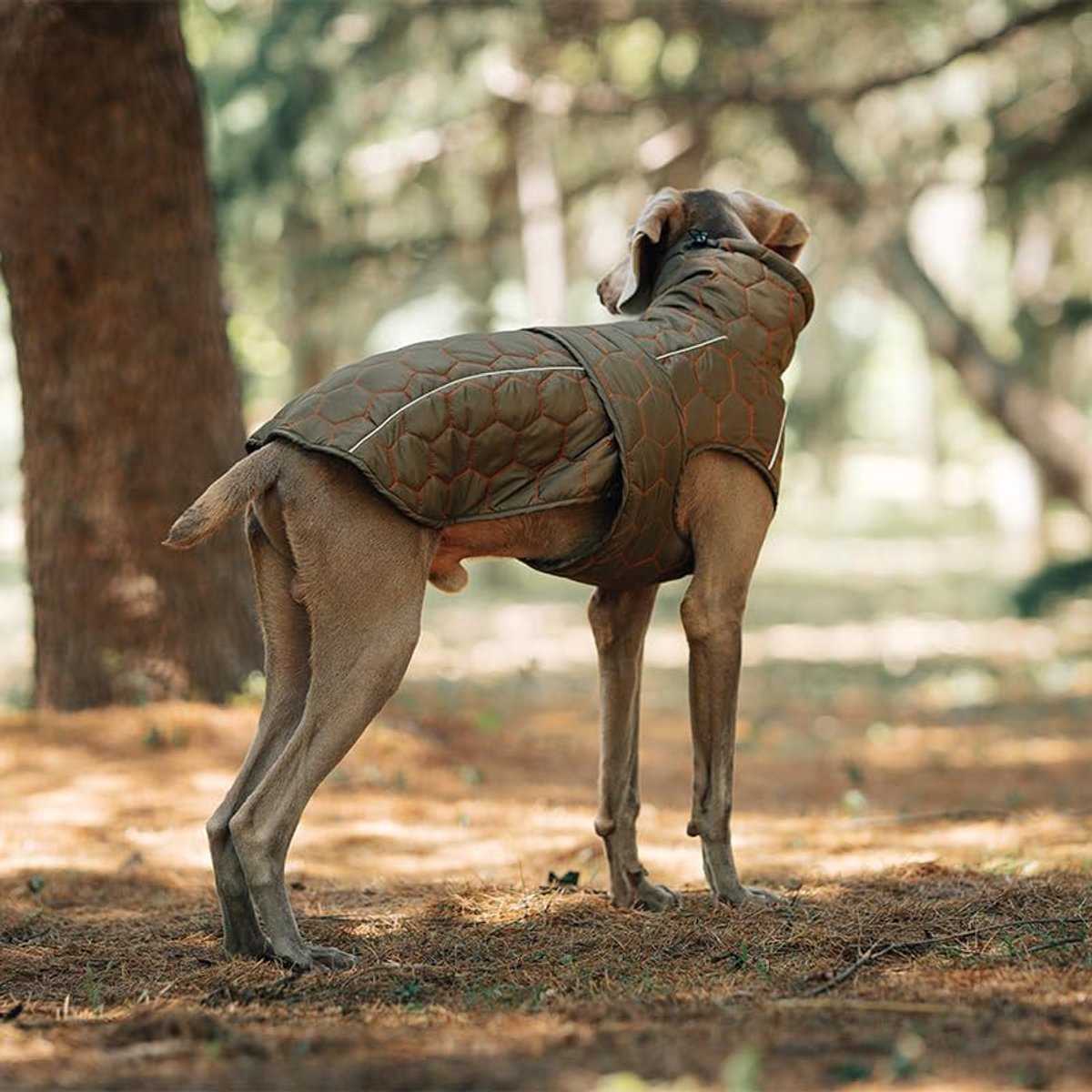 Dog Coat - Winter Dog Coat - Warm Dog Coat - Waterproof Dog Coat - Adjustable Reflective Coat - Velcro Design - Ideal for Medium-Sized Dogs - Size M - Green
