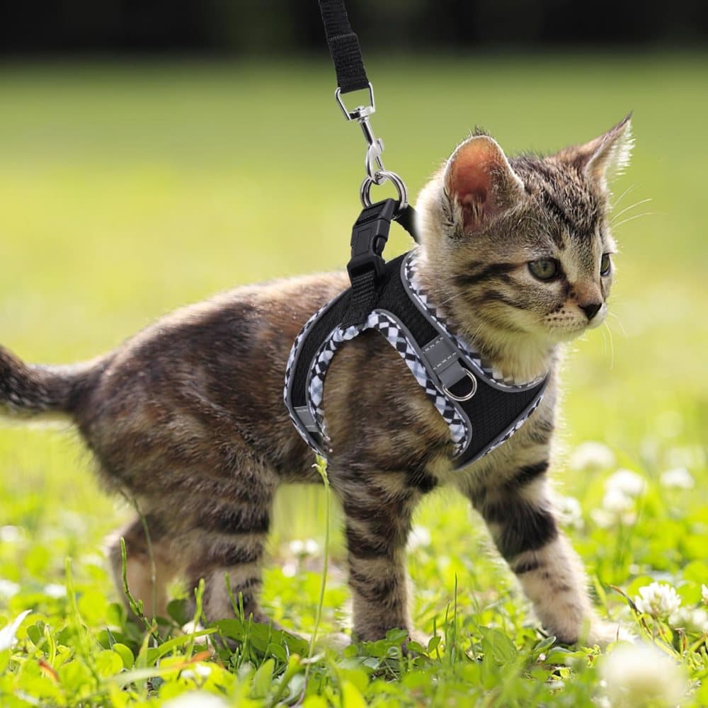 Adjustable Dog and Cat Harness with Leash, Reflective Soft Secure Fit, XXS, Green