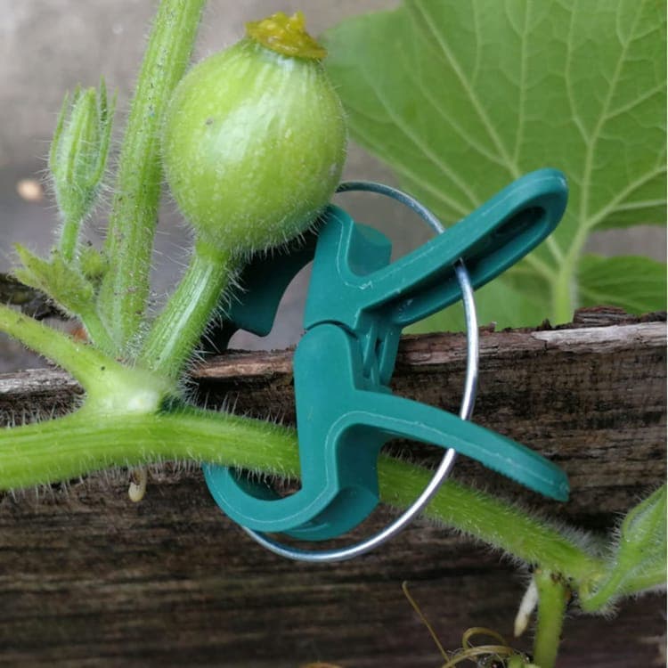 50-pack Plant Clamps for Trellis Support, 1.5 inch, 4.5cm x 6cm, Compatible with Plant Support Systems