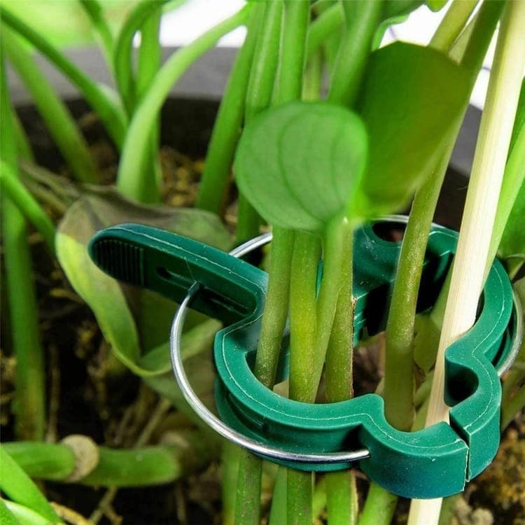 50-pack Plant Clamps for Trellis Support, 1.5 inch, 4.5cm x 6cm, Compatible with Plant Support Systems