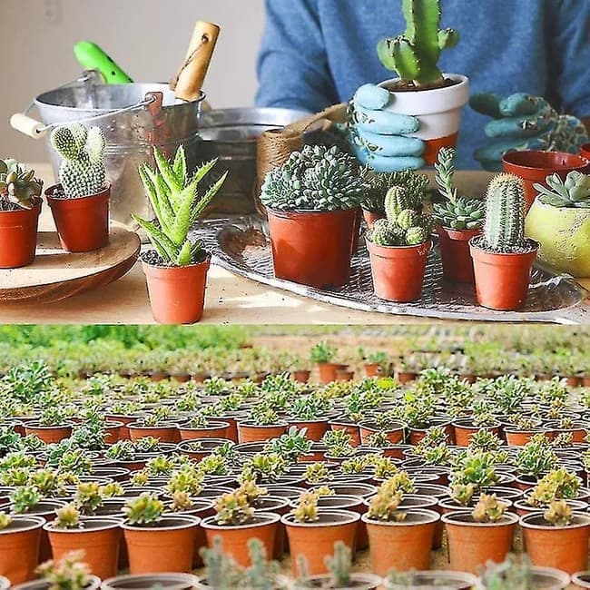 100pcs Reusable Plastic Planting Pots for Indoor and Outdoor Flower Growing, 100mm