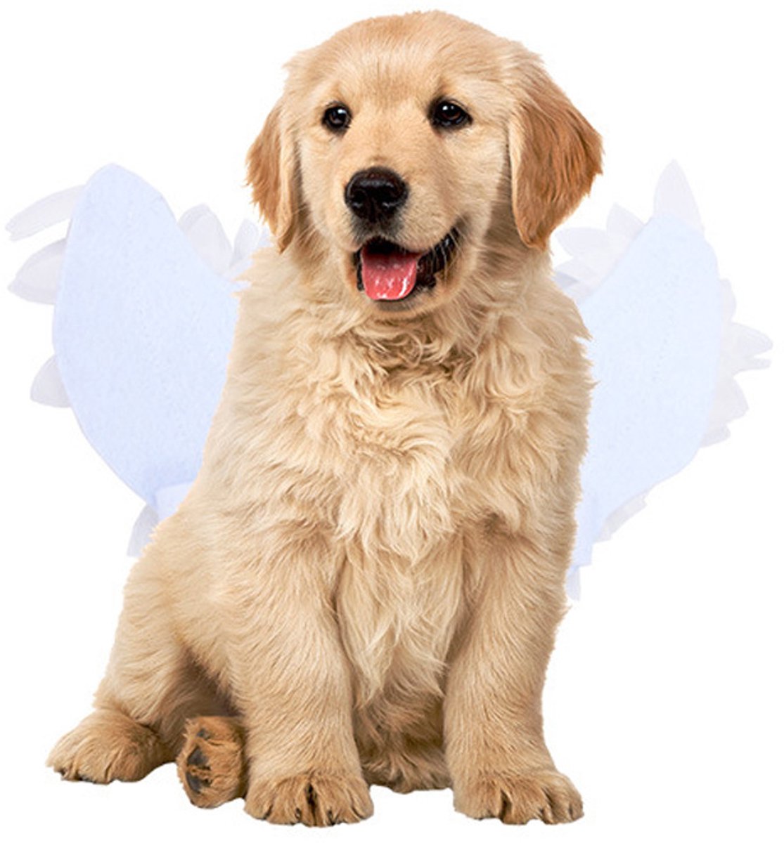 Dog costume S – Realistic wings, festive accessory