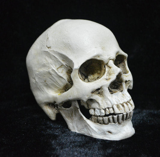 Life-size Replica of Realistic Human Skull, Head Bone Model, Anatomy White Resin Skull High Precision Teaching Tool Halloween Decor.