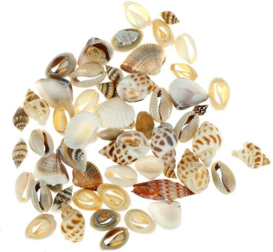 Mini Decorative Shells - Various Types - Approx. 1 CM - Total 40 Grams.