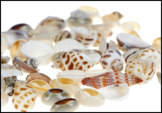 Mini Decorative Shells - Various Types - Approx. 1 CM - Total 40 Grams.