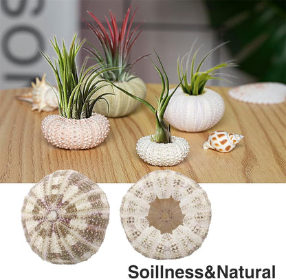 Tutuviw 5 Pcs Mini Sea Urchin Shell Air Plant Holders,Decorative Hanging Air Plant Pot, Tillandsia Succulent Display Container for Home Gardening Gifts Beach Theme Party Decors, No Plants