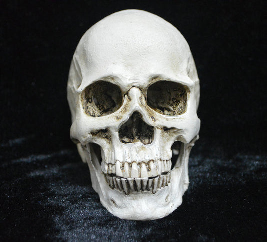Life-size Replica of Realistic Human Skull, Head Bone Model, Anatomy White Resin Skull High Precision Teaching Tool Halloween Decor.