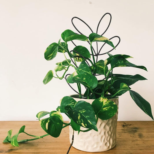 2Pack Indoor Plant Trellis Metal Wire Garden Trellis ，Small Climbing Leaf Shape Trellis for Garden Potted Plant Houseplant(Green)
