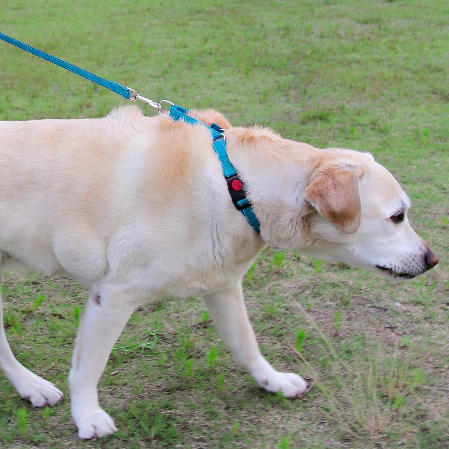 Martingale Dog Collar(12.5-16''), 6FT Double Handle Leash for Training, Sky Blue -