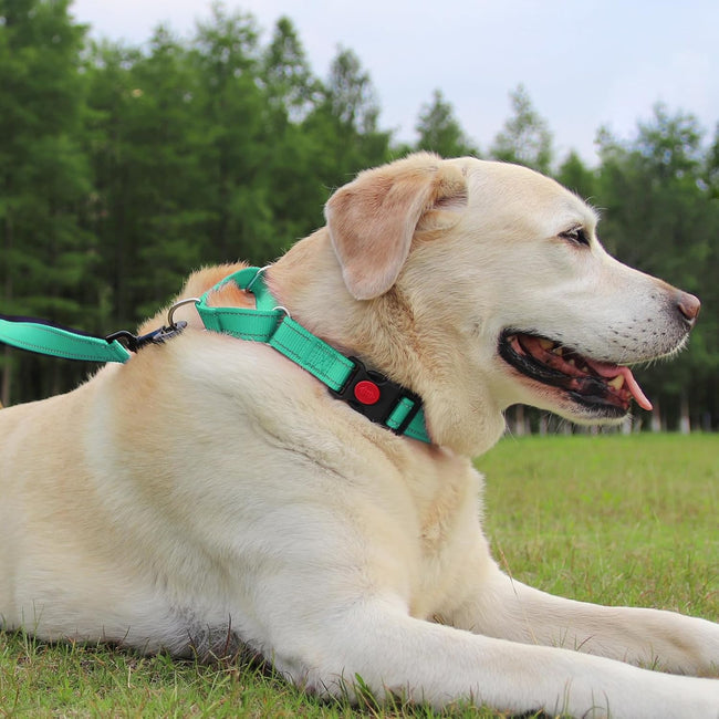Martingale Dog Collar(12.5-16''), 6FT Double Handle Leash for Training, Teal - Main Image