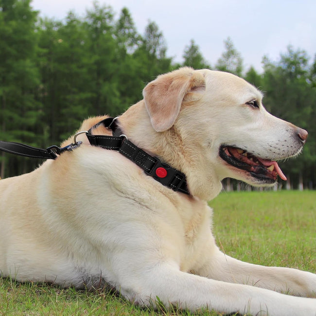 Martingale Dog Collar(12.5-16''), 6FT Double Handle Leash for Training, Black - Main Image