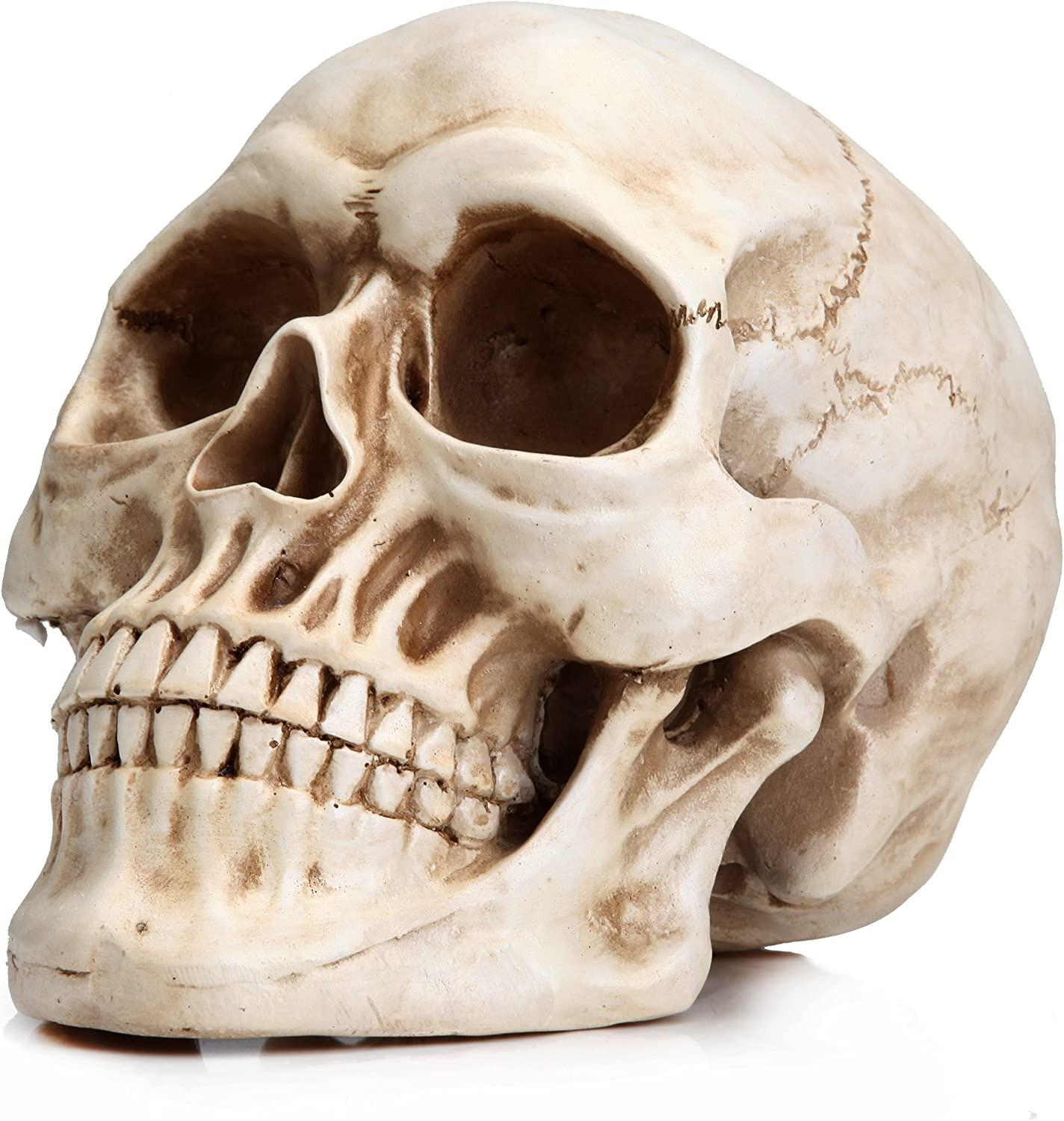 1:1 Replica Realistic Human Adult Skull Head Bone Model.