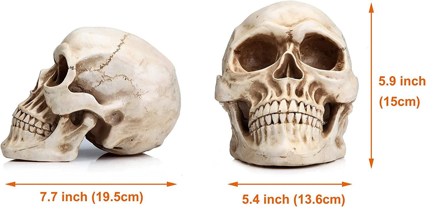 1:1 Replica Realistic Human Adult Skull Head Bone Model.