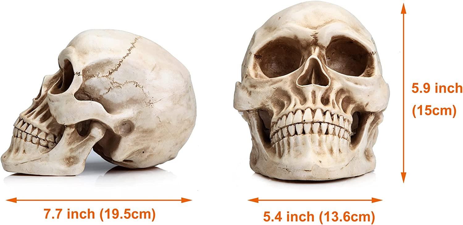 1:1 Replica Realistic Human Adult Skull Head Bone Model.