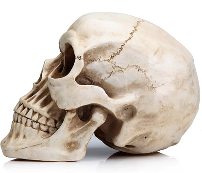 1:1 Replica Realistic Human Adult Skull Head Bone Model.
