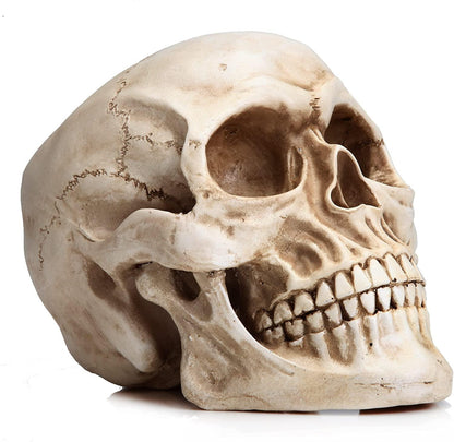 1:1 Replica Realistic Human Adult Skull Head Bone Model.