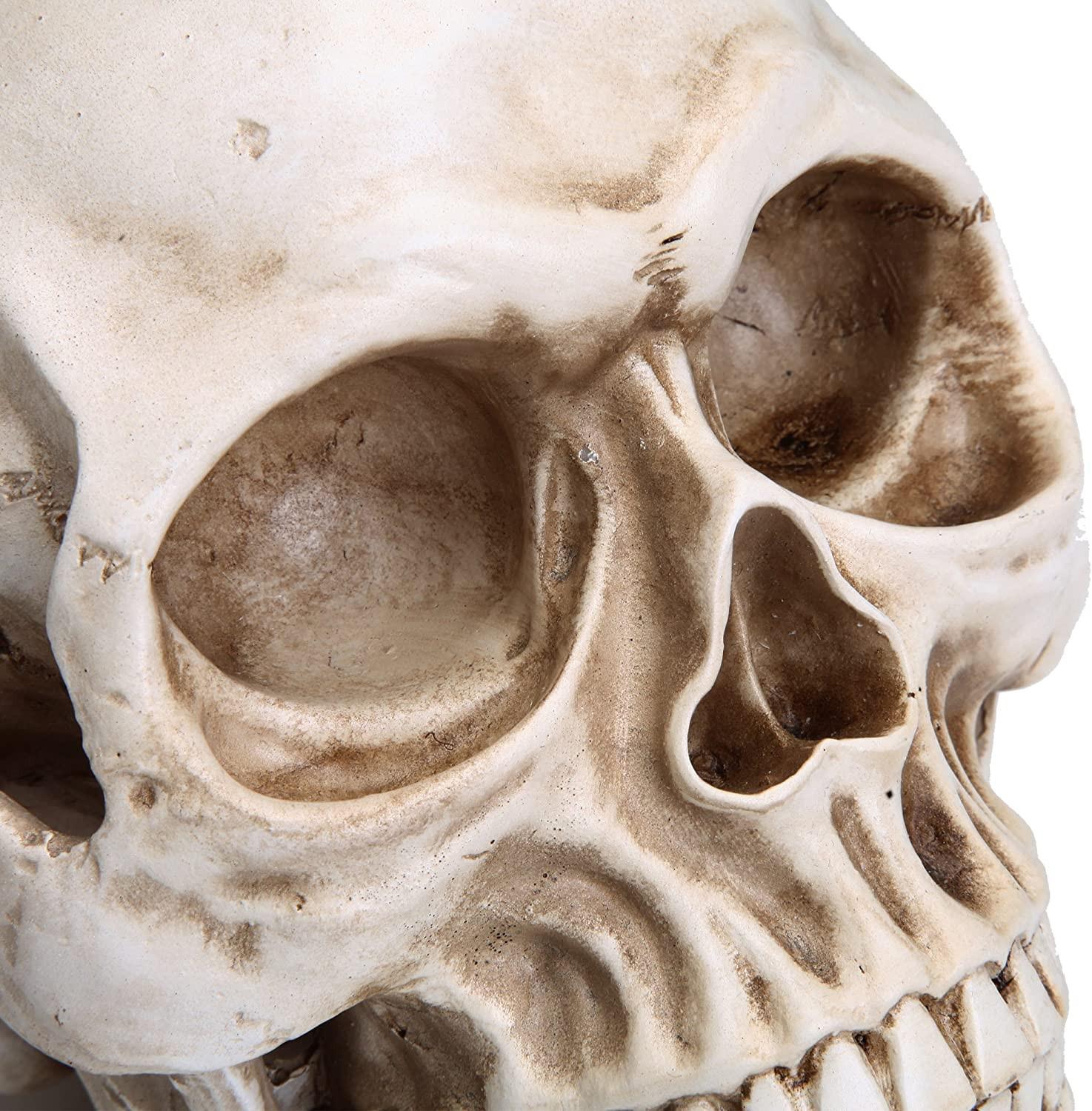 1:1 Replica Realistic Human Adult Skull Head Bone Model.
