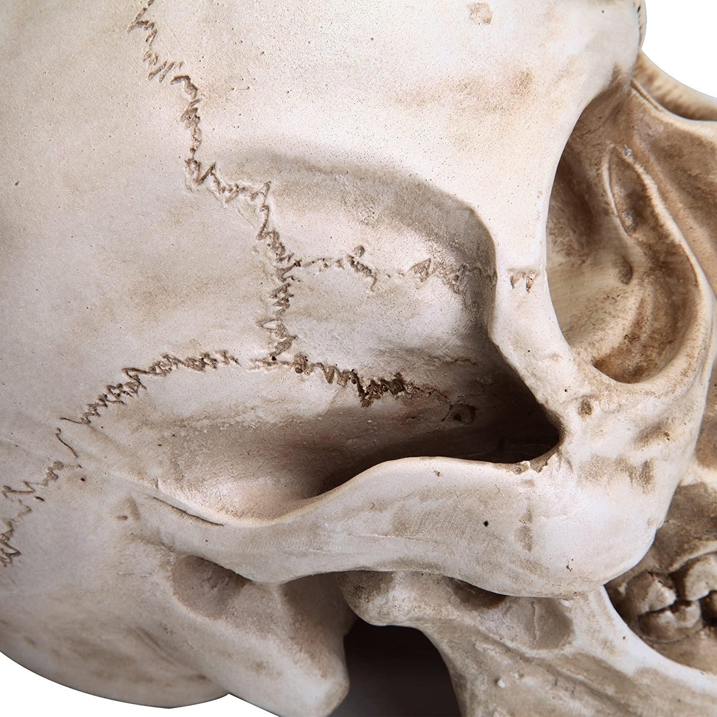 1:1 Replica Realistic Human Adult Skull Head Bone Model.