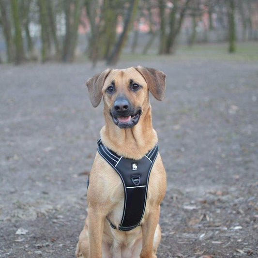 Reflective Heavy Duty Harness Black XL.