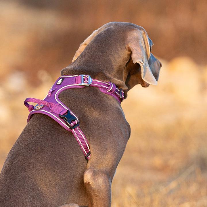 No Pull Harness Purple L.