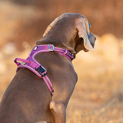 No Pull Harness Purple L.
