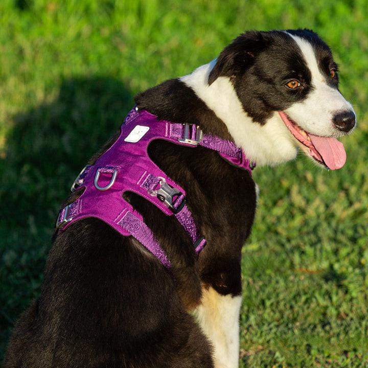 Whinhyepet Harness Purple XL.