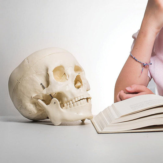 Life Size Anatomical Deluxe Human Skull Model Medical Skeleton Anatomy Replica.