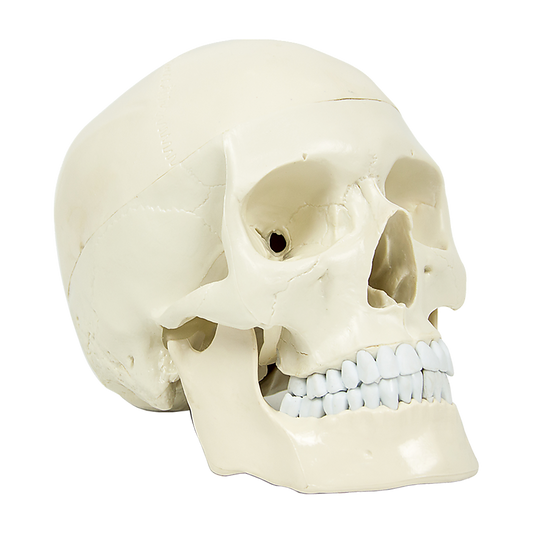 Life Size Anatomical Deluxe Human Skull Model Medical Skeleton Anatomy Replica.