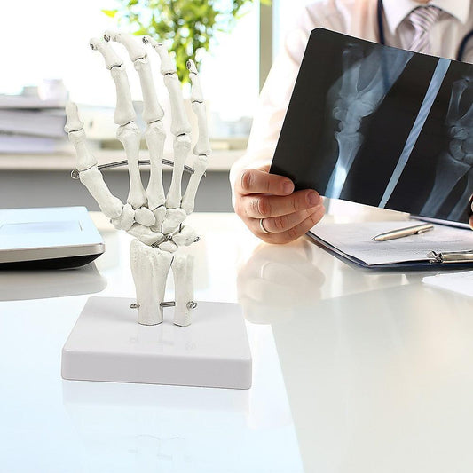 Hand Joint Anatomical Skeleton Model Human Anatomy Study Tool.