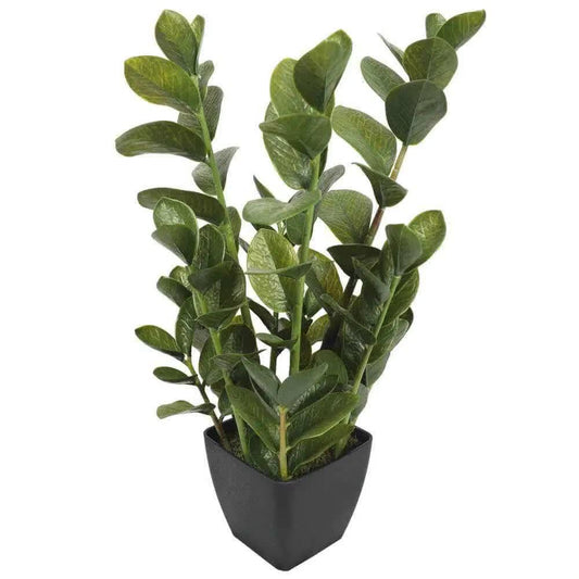 72cm Potted Multi Stem Zanzibar.