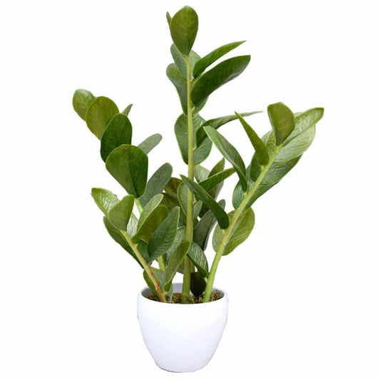 60cm Artificial Potted Zanzibar.
