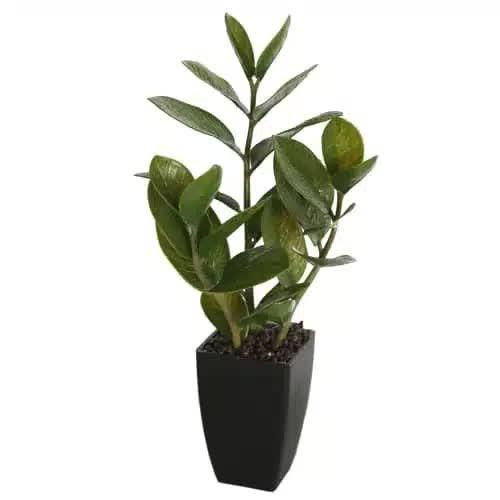 Potted Zanzibar 46cm.