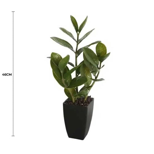 Potted Zanzibar 46cm.